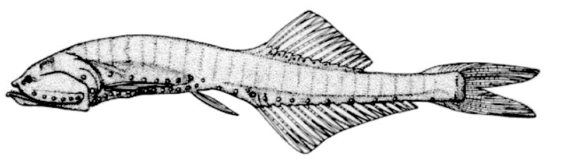 Cyclothone alba_01.jpg